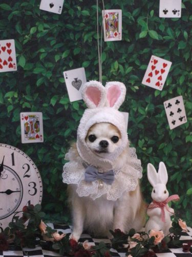 20250429くうくん